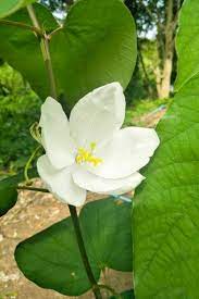 Leaves are also edible and used to relieve thirst. Bauhinia Acuminata Snowy Orchid Tree Buy Seeds At Rarepalmseeds Com
