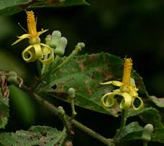 Image result for Grewia olukondae