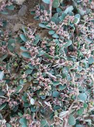 Image result for Euphorbia thymifolia