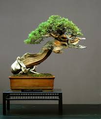 Bonsai are ordinary plants that you transform into an art, a thing of beauty. Bonsai Communication And Research Learning Center