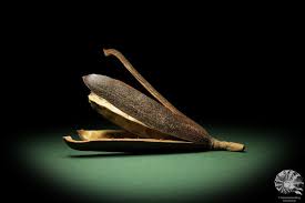 Image result for Entandrophragma caudatum