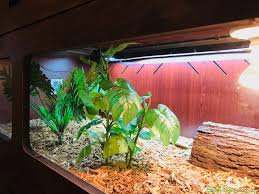 For what the tortoise does not have in the mobility or armor department it makes up in the firepower department with it's top 120mm gun. Rainbow S Burmese Star Enclosure Set Up Tortoise Forum