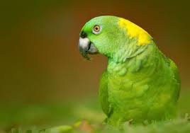 Image result for parrot