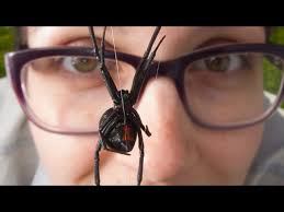 They get their ignoble name because the females they get their ignoble name because the females commonly eat their mates after mating (as is common among spiders) and hence are often widows. The Bizarre Mating Behaviours Of Male Black Widow Spiders Youtube