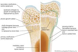 Bone remodeling, in brief, is the process by which osteoclasts eat old bone and stimulate when you get a long bone fracture, bone remodeling kicks in to literally remodel the callus and lay down new. How Do Osteoblasts And Osteoclasts Assist With Bone Remodeling Socratic