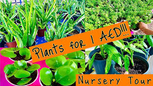 Find a wide selection young plants including hardwood trees, evergreen trees, fruit bare root trees, and young shrubs at chief river nursery since 1973. Cheapest Plant Nursery In Dubai Plants For 1 Aed Dubai Municipality Garden In Al Warsan Youtube