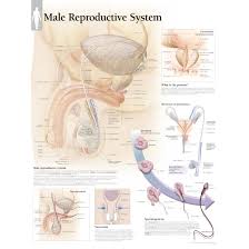 Anatomytools.com provides highly detailed male and female anatomical reference models, artist busts, instructional dvds, armatures and workshops used by fx artists, 3d artists, medical professionals and sculptors. Scientific Publishing 4000p Male Reproductive System Chart