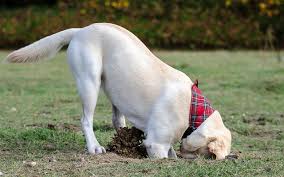 Your dog, lula, loves to dig up your yard and hide her bones. 6 Reasons Dogs Bury Their Food Treats Toys