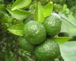 Daun jeruk purut dan buahnya, kaya akan sumber vitamin c terbesar. Jeruk Sambal Wikipedia Bahasa Indonesia Ensiklopedia Bebas