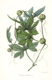 Image result for Cayaponia