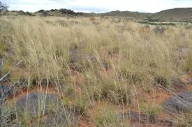 Image result for Aristida diffusa