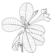 Image result for Gardenia imperialis