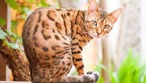 Are Bengal Cats Hypoallergenic My British Shorthair