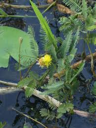 Image result for Neptunia oleracea