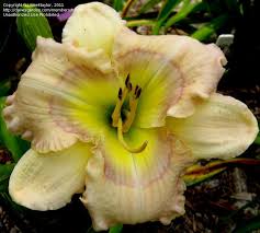 We did not find results for: Plantfiles Pictures Daylily Magnificent Rainbow Hemerocallis By Turektaylor
