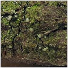 Image result for Micrococca