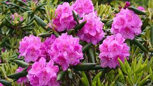 I just retired from our local library and for the past 20 years i had been bringing in bouquets and patrons would always comment how beautiful they were. Growing Rhododendrons In North Carolina Homegrown Nc State University