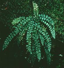 Image result for Asplenium variabile
