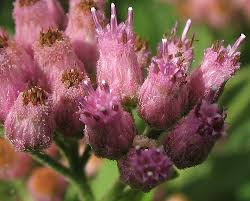 Image result for Pluchea