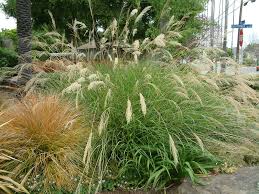 Image result for Miscanthus sinensis