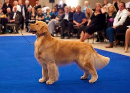 Our akc golden retriever puppies are all purebred. Our Goldens Golden Retriever Standards Poeticgold Farm