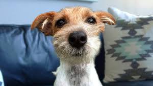 Check the shape of the puppy's skull, which should be flat. Funny Jack Russell Terrier Compilation Youtube