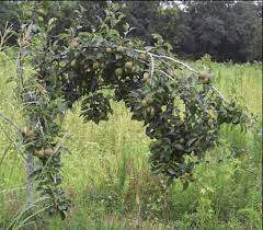 Www.deeranddeerhunting.com planting fruit orchards for better deer hunting is a great way to add diversity to your property. Best Mast Producing Trees For Deer Food Plots