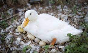 May 31, 2021 · the pekin duck is now the most admired commercial meat duck breed in the united states. The Growing Popularity Of Duck Eggs Myrecipes