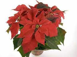 Fuera vive muy bien en climas cálidos sin heladas o con la flor de pascua odia la calefacción fuerte. Flor De Pascua Plantas