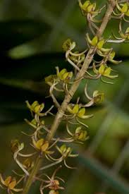 Image result for Liparis nervosa