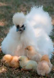 A chicken egg will have a small white dot somewhere on the yolk. Incubating And Hatching Silkie Eggs Scrumptious Silkies