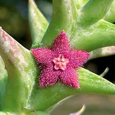 Image result for Tridentea marientalensis