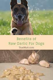 Is Garlic Good For Dogs Benefits Of Garlic For Dogs That Mutt Garlic For Dogs Dog Benefits Dog Ramp