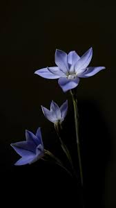 Check out this fantastic collection of hd phone wallpapers, with 81 hd phone background images for your desktop, phone or tablet. The Latest Iphone11 Iphone11 Pro Iphone 11 Pro Max Mobile Phone Hd Wallpapers Free Download Ifeon Flowers Black Free Wallpaper Download Free Wallpapers 2021