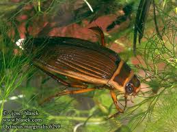 Image result for Dyschoriste multicaulis