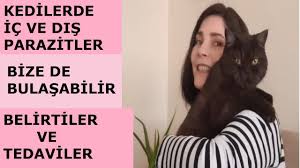 kedi asi takvimi kedilere parazit karma kuduz losemi asilari ne zaman ne siklikta yapilmali youtube