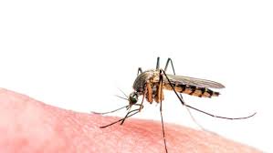 Esta enfermedad se transmite únicamente a través de la picadura del mosquito llamado aedes aegypti. Sevilla Registra Una Invasion De Mosquitos Orejeros Que Son Mas Pequenos Y Pican Mas Fuerte