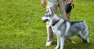Our dog comes out of nitro like a different dog each time we visit! The 10 Best Dog Trainers In Seattle Wa With Free Estimates