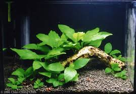 Does Anyone Have Pics Of A Scape Using Only Java Moss And Java Fern The Planted Tank Forum Fish Tank Plants Aquascape Freshwater Aquarium Plants