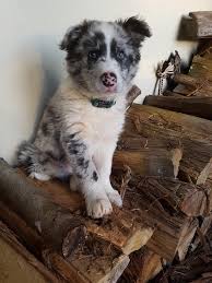My Blue Merle Border Collie Pup Kip Aww Border collie breeders in australia and new zealand. my blue merle border collie pup kip aww