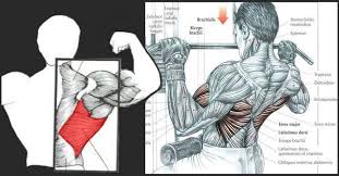 How To Build Bigger Lats Latissimus Dorsi Workout