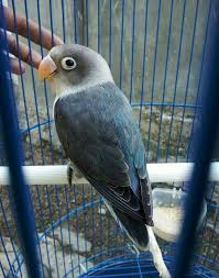 Blue Bird With Big Feathers Pin By Mona Moni On Papagaj African Lovebirds Love Birds Small Birds