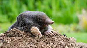 Image result for Mole
