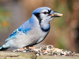 How To Attract Jays To Your Backyard