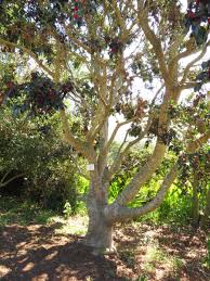 Image result for Ilex mitis