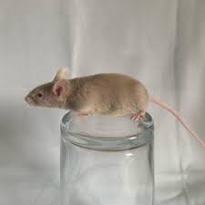 Marshmallow Mice On Instagram Cheerio Champagne Tan Mice Petmouse Petmice Pets Rodents Rodent Pet Cute Pet Mice Small Pets Instagram