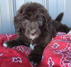 Gorgeous Newfypoo Puppies Up For Adoption Newfiedoodle Newfypoo Newfy Poodle Puppy Puppies Newfypoopuppies F1b Puppies Puppies For Sale Cute Animals