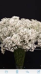 3 Bunches Fresh Babys Breath Decor Gypsophila Fillers 35 Etsy Babys Breath Gypsophila Baby S Breath Plant