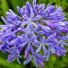 Image result for Agapanthus praecox