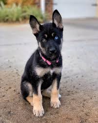 The beautiful and agile pitbull german shepherd mix can be a marvelous best friend to the right person! German Shepherd Siberian Husky Mix Puppy Novocom Top